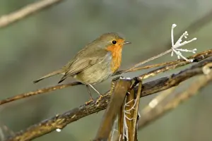 Erithacus Rubecula Photography Prints: Robin - Perched on branch