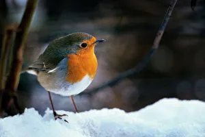 Robin - On snow