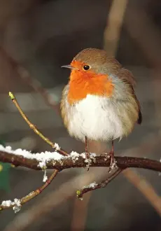 Robins Prints: Robin Print, Erithacus rubecula