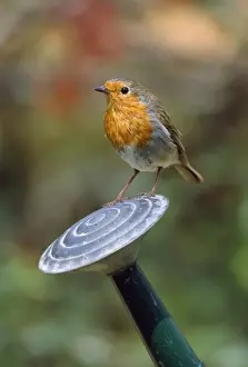 John Daniels Wildlife Photography Prints: Robin - on watering can