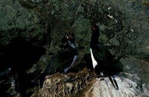 Rock shag, pair at nest Rock shag, pair at nest