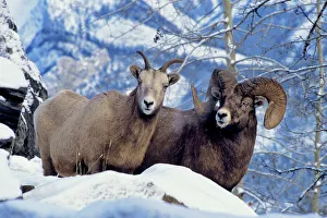 Rocky Mountain Bighorn Sheep - Ewe & Ram Rocky Mountain Bighorn Sheep - Ewe & Ram