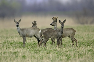 Roe Deer - 2 bucks and 2 does, alert Roe Deer - 2 bucks and 2 does, alert