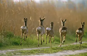 Roe Deer Habitat Pictures Prints: Roe Deer - bucks & does in flight of danger