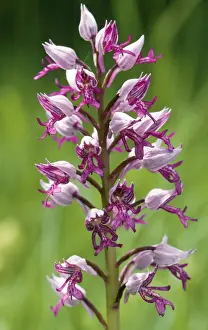 Orchis Militaris Prints: ROG-9178