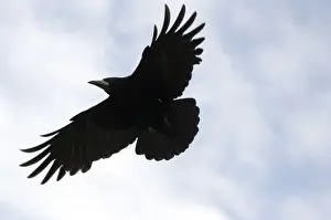 UK Bird Species Prints: Rook - In flight