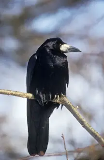 Nature Prints For Home Decor Prints: Rook Perched on branch