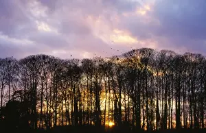 Chris Knights Photography Prints: Rooks - going to roost