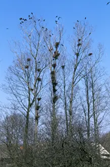 Tree Nesting Birds Prints: Rooks - at roost