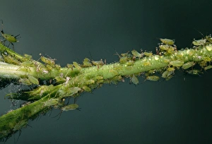 Rose Aphid - Producing honeydew Rose Aphid - Producing honeydew
