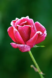 Rose - Rosa 'Jacques Cartier' - The structure of this nicely formed rose flower Rose - Rosa 'Jacques Cartier' - The structure of this nicely formed rose flower