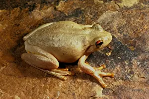 Australian Native Frogs Prints: Roths tree frog