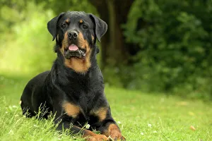 Rottweiler DOG - lying on grass Rottweiler DOG - lying on grass