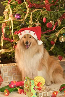 Rough Collie Dog - at Christmas wearing Santa hat sitting by presents Rough Collie Dog - at Christmas wearing Santa hat sitting by presents