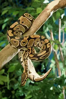 Royal Ball Python Print (Python regius)