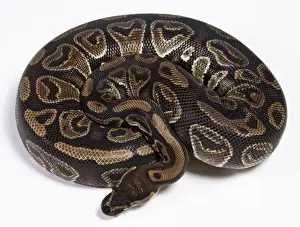 Reptile Photography Africa Prints: Royal / Ball Python - Africa