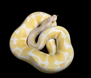 Royal Ball Python Albino Mutation Print - Africa PPG-1855