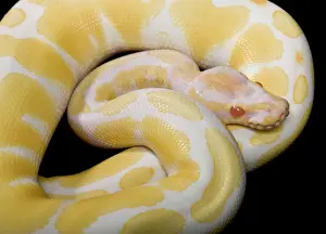 Prints of PPG-1856 Royal / Ball Python - Albino mutation Africa Python regius Pascal Goetgheluck Please note that prints are for personal display purposes only and may not be reproduced in any way Reptile Prints: Royal Ball Python Albino Mutation Print - Africa PPG-1856