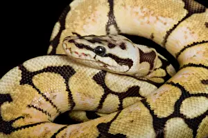 Prints of PPG-1858 Royal / Ball Python - Pastel Bumblebee mutation Africa Python regius Pascal Goetgheluck Please note that prints are for personal display purposes only and may not be reproduced in any way Reptile Prints: Royal Ball Python - Pastel 'Bumblebee' Mutation Print