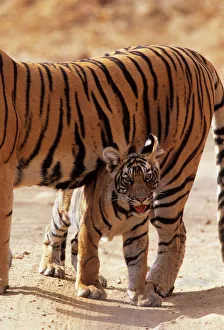 Royal Bengal / Indian Tiger - cub under shadow of mother named Machli Royal Bengal / Indian Tiger - cub under shadow of mother named Machli