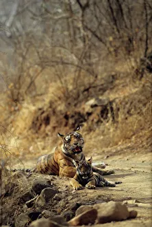 Royal Bengal / Indian Tiger - Tigress named Machli & young one Royal Bengal / Indian Tiger - Tigress named Machli & young one