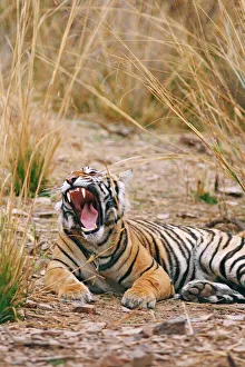 Royal Bengal / Indian Tiger yawning Royal Bengal / Indian Tiger yawning