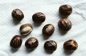 Images Dated 2008 July: Hevea brasiliensis Print