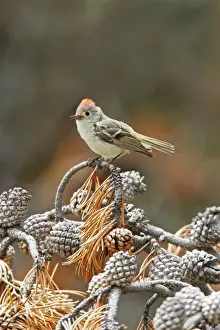 Personal Use Bird Prints Only Prints: Ruby-crowned Kinglet