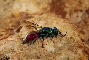 Wasp Species Identification Prints: Ruby-tailed Wasp