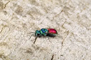 Wildlife Wall Art For Home Prints: Ruby-tailed Wasp UK