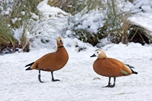 Ruddy Shelduck - Pair of adult birds resting on the surface of a snow covered frozen lake Ruddy Shelduck - Pair of adult birds resting on the surface of a snow covered frozen lake