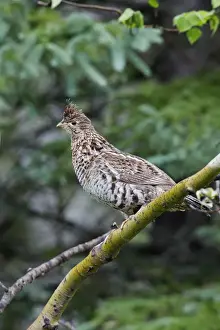 Nature Prints For Sale Online Prints: Ruffed Grouse