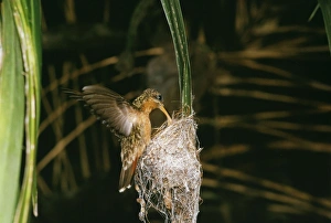 Rufous-breasted Hermit Hummingbird Rufous-breasted Hermit Hummingbird