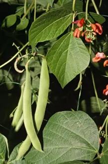 Plant Photography Prints: Runner Beans