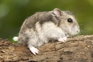 Cute Rodent Pictures Prints: Russian Hamster