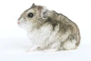 Ardea Wildlife Prints: Russian Hamster - in studio