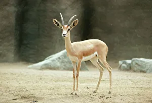 Saharan Dorcas Gazelle - female Saharan Dorcas Gazelle - female