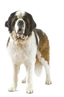 Jean Michel Labat Photography Prints: Saint Bernard