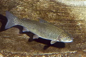 Edible Fish Species Prints: Salmon