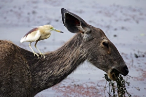 Sambar with Indian Pond Heron (ardeola grayii) sat on neck Sambar with Indian Pond Heron (ardeola grayii) sat on neck