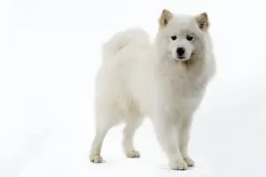 Samoyed Dog Breed Prints: Samoyed