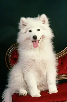 Ardea Wildlife Prints: Samoyed Dog