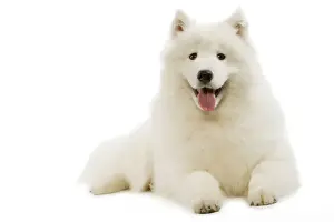 Personal Use Only Artwork Prints: Samoyed - lying down