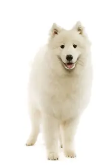 Unique Pet Photography Gifts Prints: Samoyed - standing