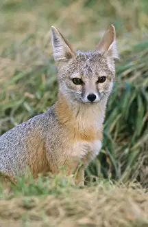 Endangered Species Artwork Prints: San Joaquin Kit Fox