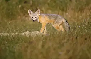 San Joaquin Kit Fox Print