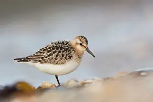 Prints of DAC-372 Sanderling Cornwall - UK Calidris alba David Chapman Please note that prints are for personal display purposes only and may not be reproduced in any way. Sandpiper Prints: Ardea Wildlife Print of Sanderling in Cornwall, UK - DAC-372