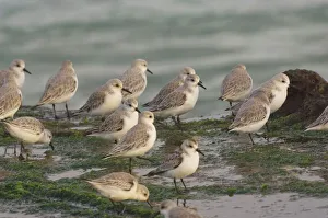 Sanderlings on sea shore in winter plumage Sanderlings on sea shore in winter plumage