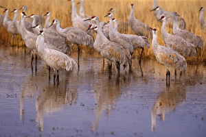 Sandhill Crane - flock of cranes foraging in the marshes and fields Sandhill Crane - flock of cranes foraging in the marshes and fields