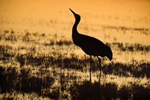 Sandhill Crane - standing in a lake silhouetted against the sun Sandhill Crane - standing in a lake silhouetted against the sun